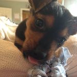Doug The Jorkie - @douglas_b_rooney - Instagram