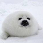 🖤Douglas🖤 - @douglas.___.the.___.seal - Instagram