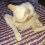 Douglas the Self Nursing Cat - @douglas_the_self_nursing_cat - Instagram