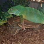 Douglas Smiley - @blue_thedragon_ - Instagram