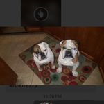 douglas steinberg - @chazandlouiebulldog - Instagram