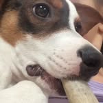 Douglas Stout - @douglas_the_doggie - Instagram