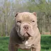 Douglas Stowell - @littleppbullies - TikTok