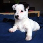 Douglas Fairbottom Strack - @douglas.strack - Instagram