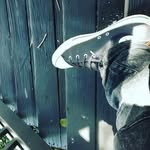 Douglas Edward Stukes II - @kadafipimpish - Instagram