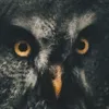 Douglas Sutherland - @douglas.sutherlan - TikTok