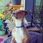 Douglas Templeton-Brooks - @douggie_the_wonder_dog - Instagram