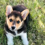 Sir Douglas Templeton - @a_dougs_lyfe - Instagram