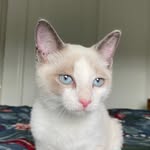 Doug - @douglas.van.cat - Instagram