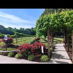 Douglas Vineyards - @douglasvineyards - Instagram