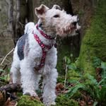 Douglas Wire Hair Fox Terrier - @douglas_whft - Instagram