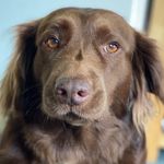 Duke Douglas Workman - @duke.the.doxbull - Instagram