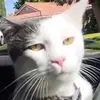 Funny_cats1939 - @bishop.doyle - TikTok