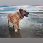 Ciara Doyle King - @beachcombingwithsadie - Instagram