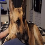 Maggie "Doyle" Russell - @maggie.the.aussie.gsd - Instagram