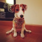 Mr.Doyle The Jack Russell - @mrdoylethedog - Instagram