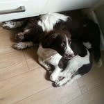 Bodie & Doyel SpringerSpainels - @bodieanddoyle__ - Instagram