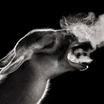Dragon Peng - @peng.dragon - Instagram