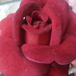 Dragos Ionescu - @dragosio1966 - Instagram