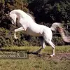 Dragos Simion - @dragossimion36 - TikTok