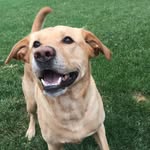 Drake Bowen - @thelab_drake - Instagram