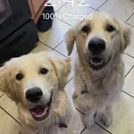 Drake and Josh Hodge 🐾 - @champagnepawwpi12 - Instagram