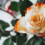Draven Webb - @dravenwebb6434 - Instagram