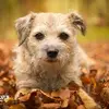 Andrew Barnard - @andrew.barnard6 - TikTok