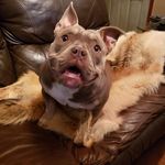 Drew Bartlett - @brown.gizmo - Instagram