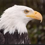 Squirt A Eagles Hockey#80 - @drew_bauman80 - Instagram