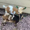 Drewbeeson 🐐 - @drewbeeso21 - TikTok