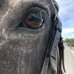 drew bond 🐎 - @equine_drew - Instagram