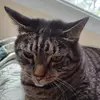 Drew.Cat - @drew.cat - TikTok