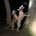 Drew Estep - @mountainpridekennels - Instagram