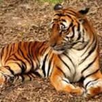 Andrew Farwell - @tigerdude07 - Instagram
