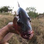 Andrew Spencer - @drewfishseq - Instagram