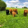 Highlands - @alb.highlands - TikTok