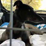 Drew - @drew_londonhound - Instagram