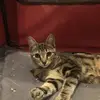Drew Mackenzie - @cocothecat027 - TikTok