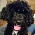 Molly Elizabeth Drew 🐾 - @mollyedrew - Instagram