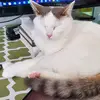 Drew Nicholson - @drew.nich - TikTok
