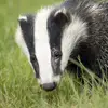 thespiffybadger - @andrewnolte1 - TikTok
