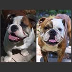 Drew Pollard - @bullie_bros - Instagram