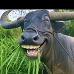 Trâu Rừng - Facebook