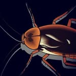 🐜 Drew Roaches 🐜 - @drew_roaches - Instagram