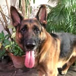 Drew Rowland - @han_gsd_life - Instagram