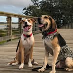 Drew & Samson - @adventures_of_drew_and_samson - Instagram