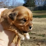 Andrew sarver - @swaghavanese - Instagram