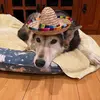 andrewschieberl - @drewcifer2001 - TikTok