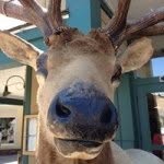 Drew Scoggins - @drewbearscoggins - Instagram